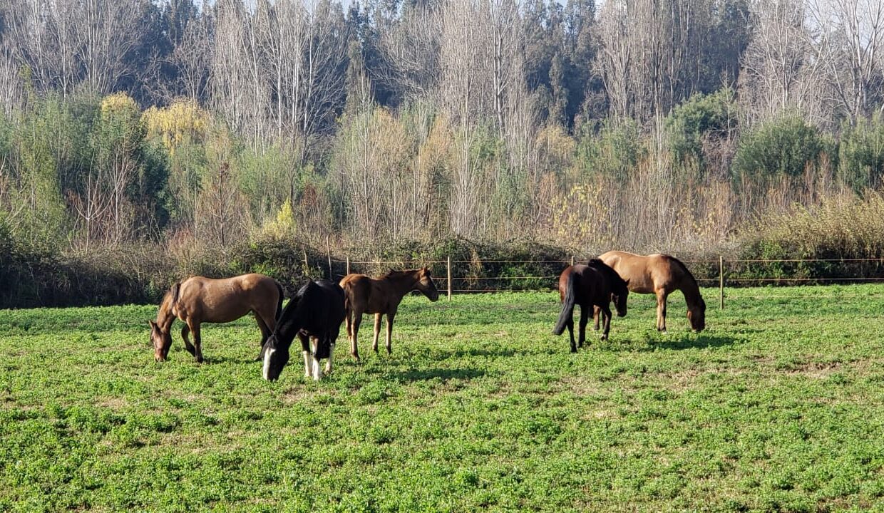 WhatsApp Image 2020-06-23 at 16.30.29 (3)