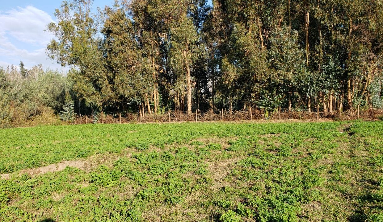 WhatsApp Image 2020-06-23 at 16.30.31 (1)